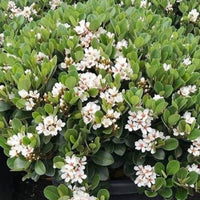 Rhaphiolepis indica ‘Spring Pearl’