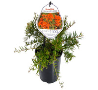 Grevillea 'Legacy Flame' - Ladybird Nursery
