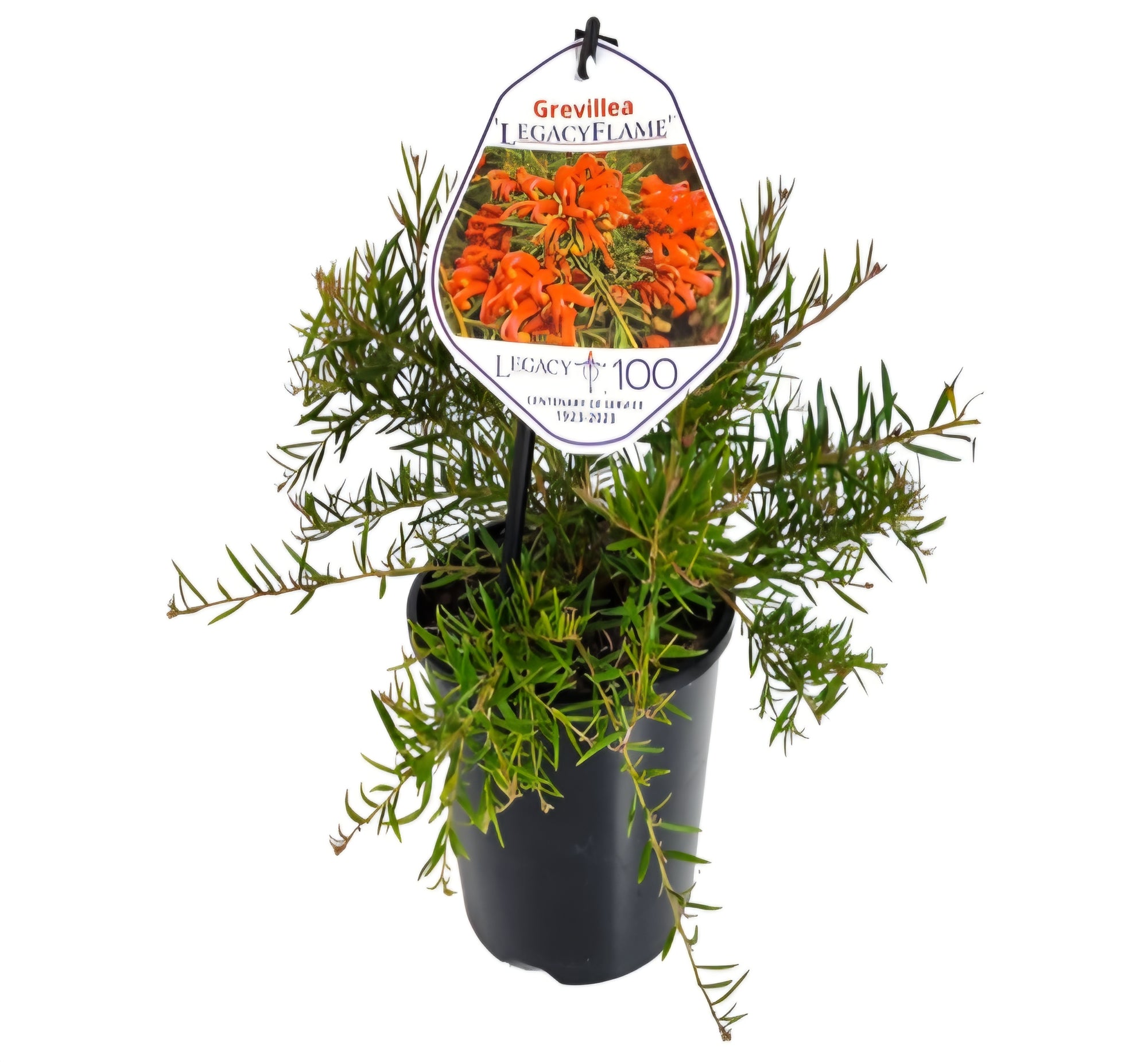 Grevillea 'Legacy Flame' - Ladybird Nursery