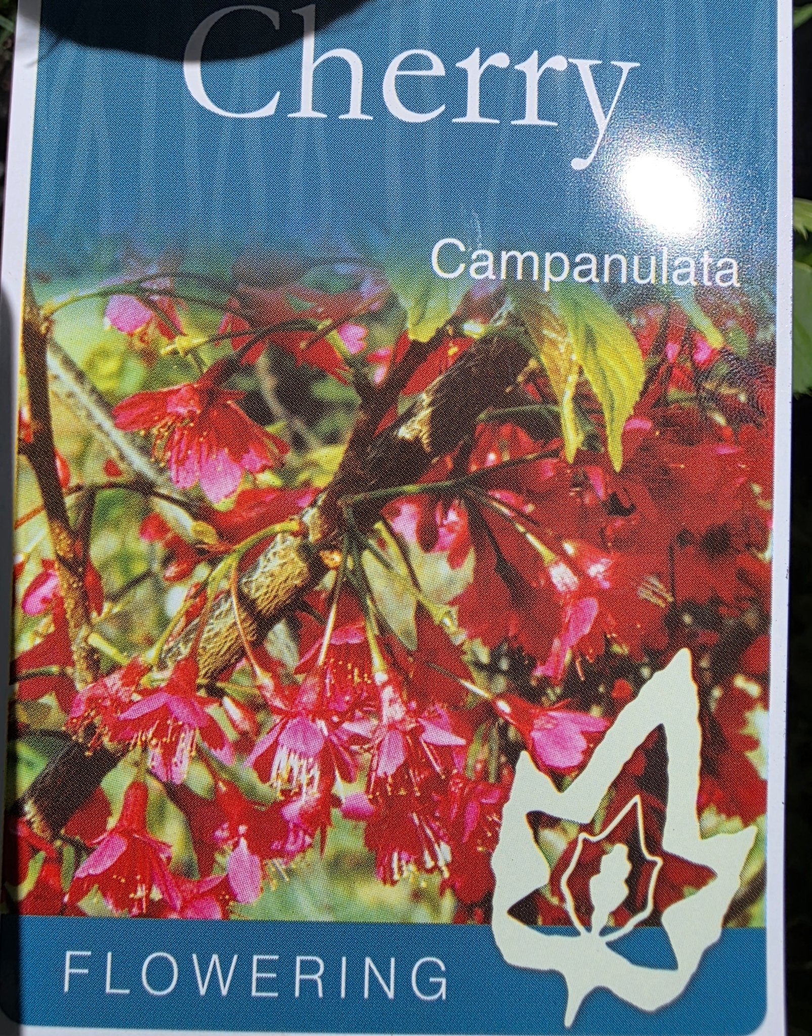 Flowering Taiwan Cherry (Prunus campanulata) - Ladybird Nursery