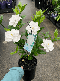 Gardenia 'Ocean Pearl' - Ladybird Nursery