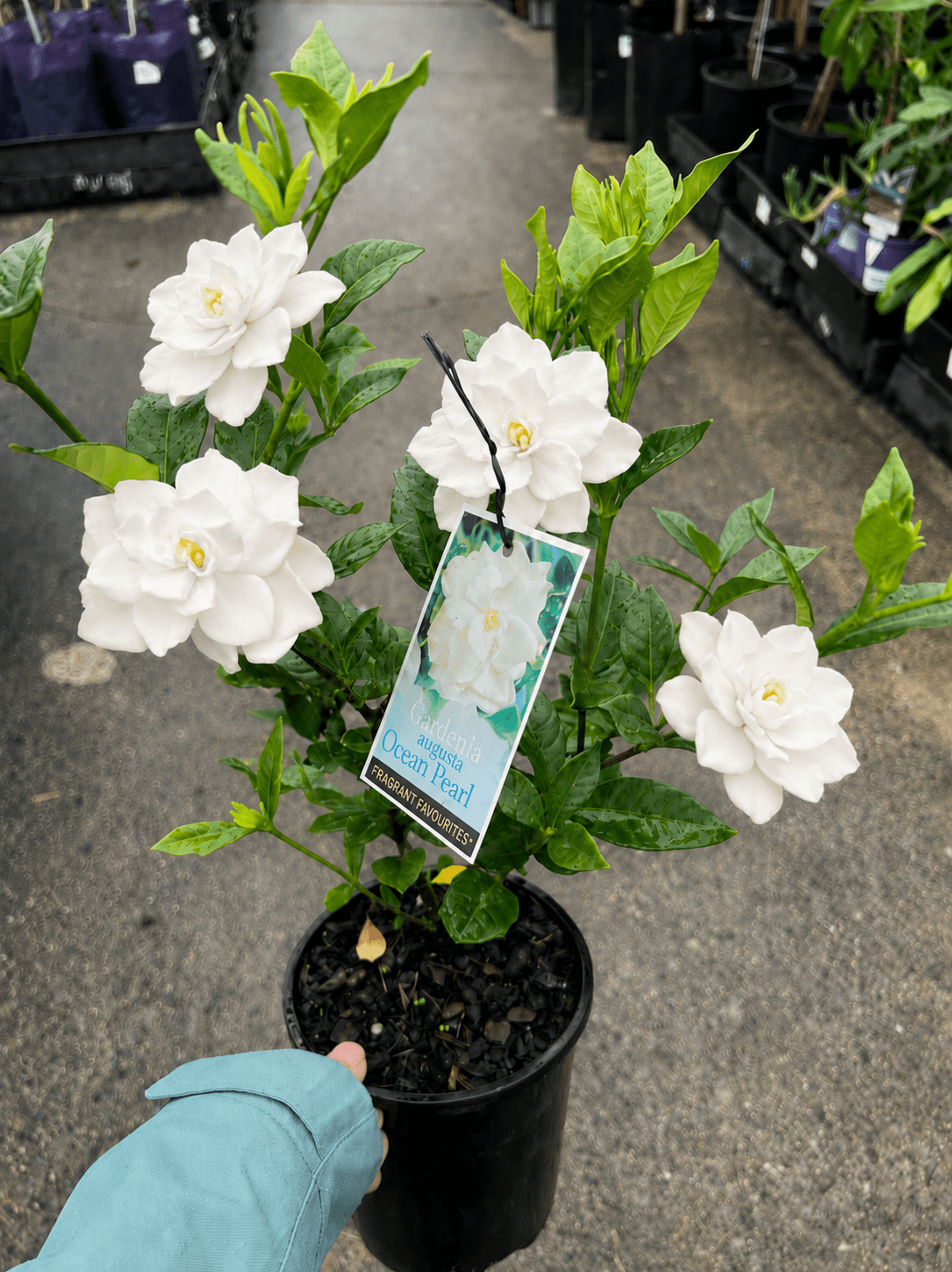 Gardenia 'Ocean Pearl' - Ladybird Nursery