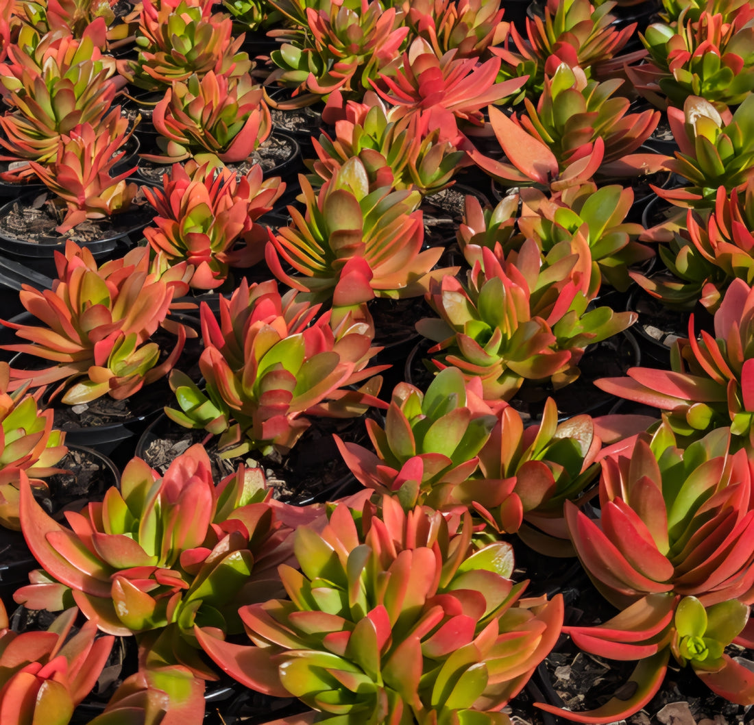 Crassula Campfire