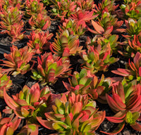 Crassula Campfire