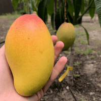 Dwarf Mango 'Pickering' - Ladybird Nursery