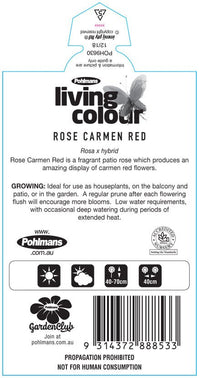Rosa Terrazza® ‘Carmen Red’ - Ladybird Nursery