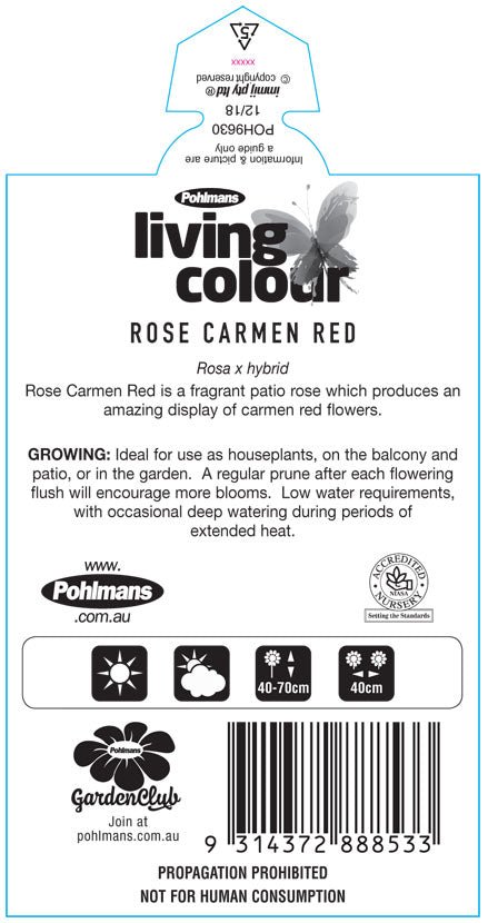 Rosa Terrazza® ‘Carmen Red’ - Ladybird Nursery