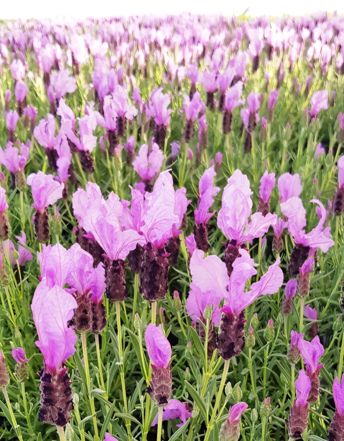 Lavender 'The Queen' - Ladybird Nursery