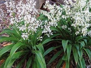 Arthropodium 'Te Puna'