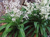 Arthropodium 'Te Puna'
