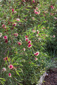 Hakea Stockdale Sensation (Hakea laurina) - Ladybird Nursery