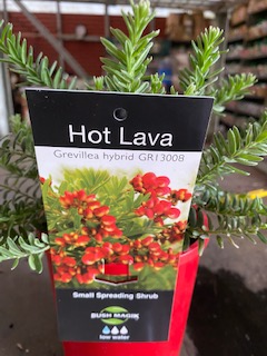 Grevillea ‘Hot Lava’ (groundcover) - Ladybird Nursery