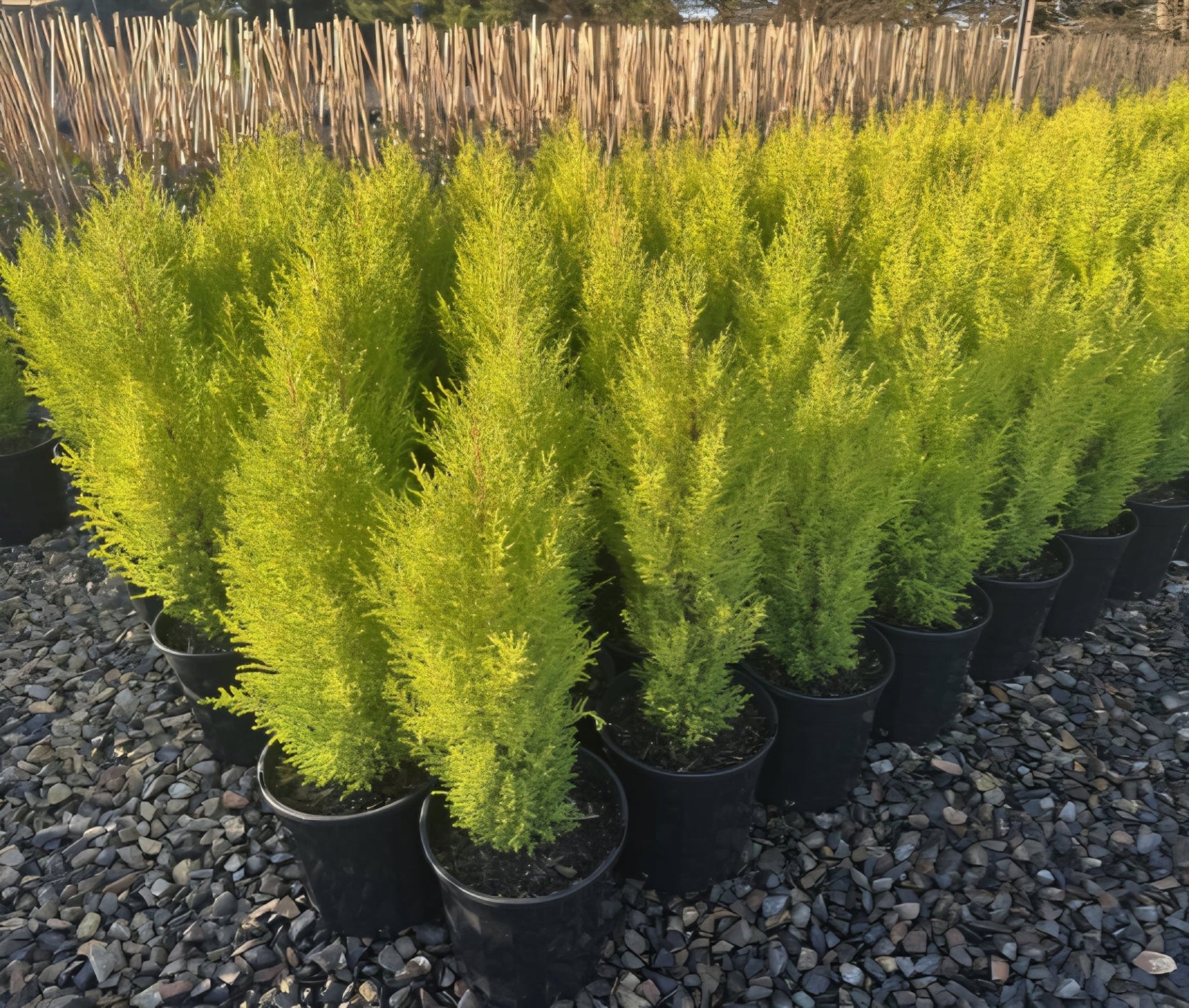 Lemon Scented Conifer - Large - Ladybird Nursery