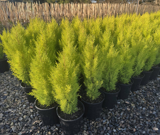 Lemon Scented Conifer - Large - Ladybird Nursery
