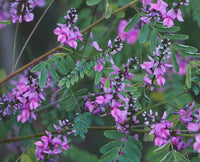 Australian Indigo (Indigofera australis)