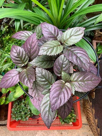 Purple Waffle Plant (Hemigraphis colorata) - Ladybird Nursery