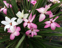 Rhodohypoxis 'Fairy Kisses' - Ladybird Nursery