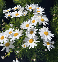Argyranthemum Daisy 'Comet' - Ladybird Nursery