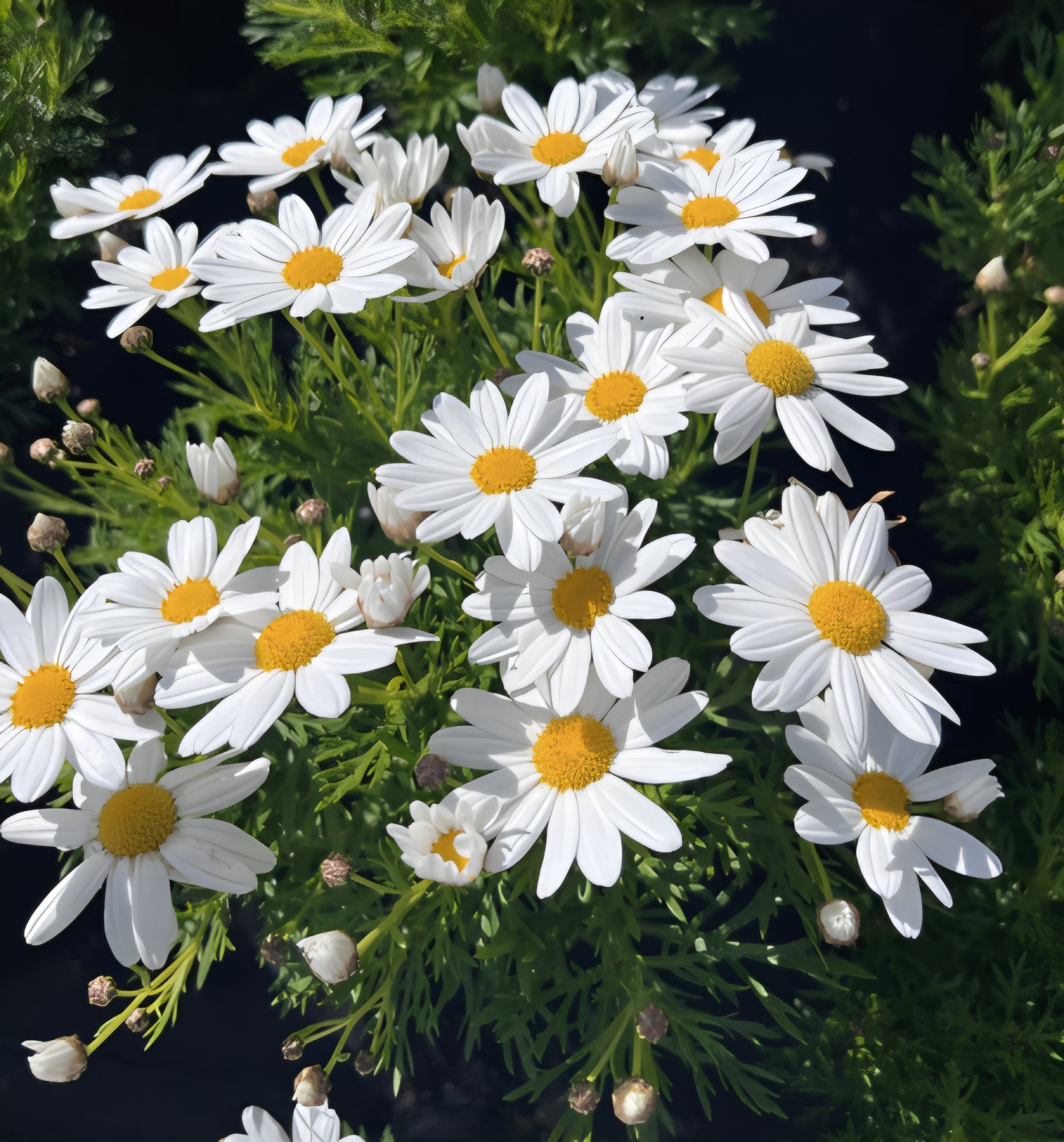 Argyranthemum Daisy 'Comet' - Ladybird Nursery
