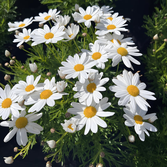 Argyranthemum Daisy 'Comet' - Ladybird Nursery