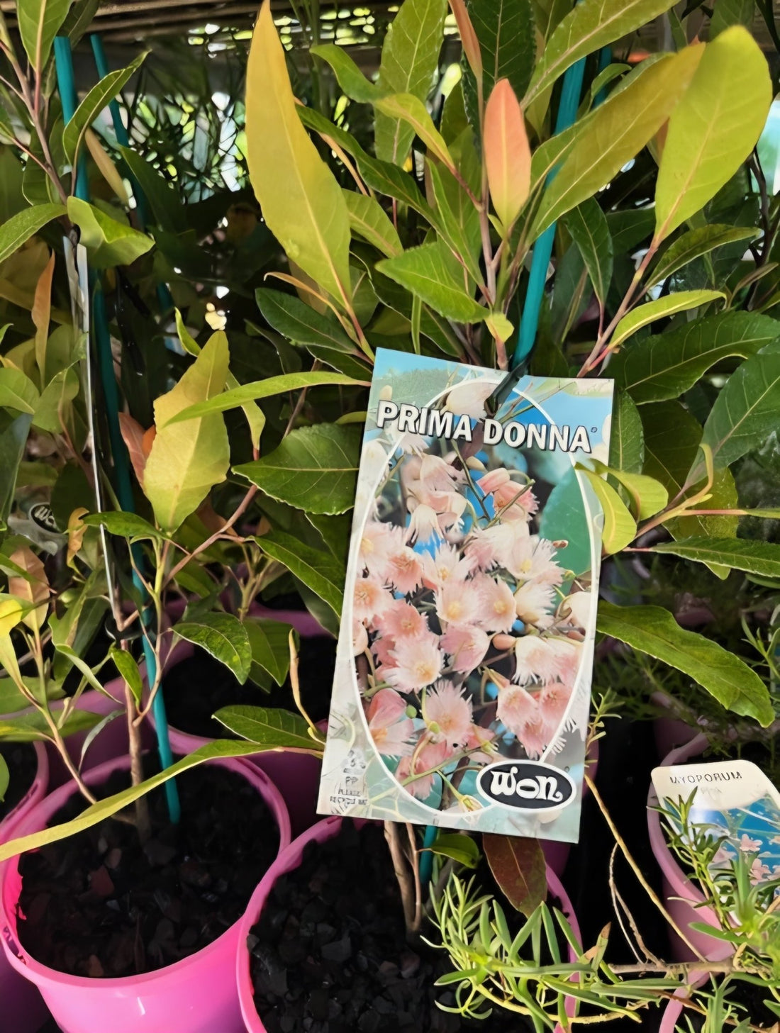 Blueberry Ash 'Prima Donna' (Elaeocarpus reticulatis) - Ladybird Nursery