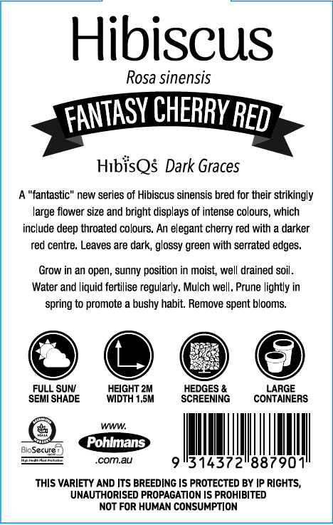 Hibiscus ‘Fantasy Cherry Red’ (Hibiscus rosa-sinensis) - Ladybird Nursery