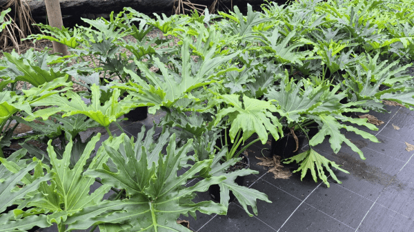 Lickety Split Philodendron 200mm Pot - Ladybird Nursery