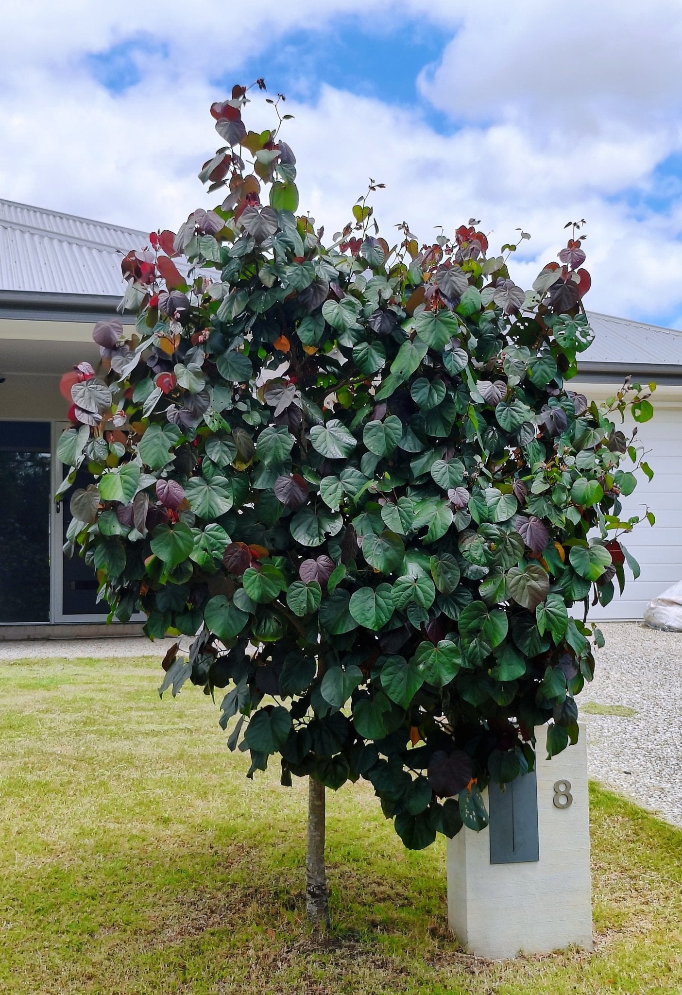 Hibiscus tiliaceus ‘Rubra’ - Ladybird Nursery