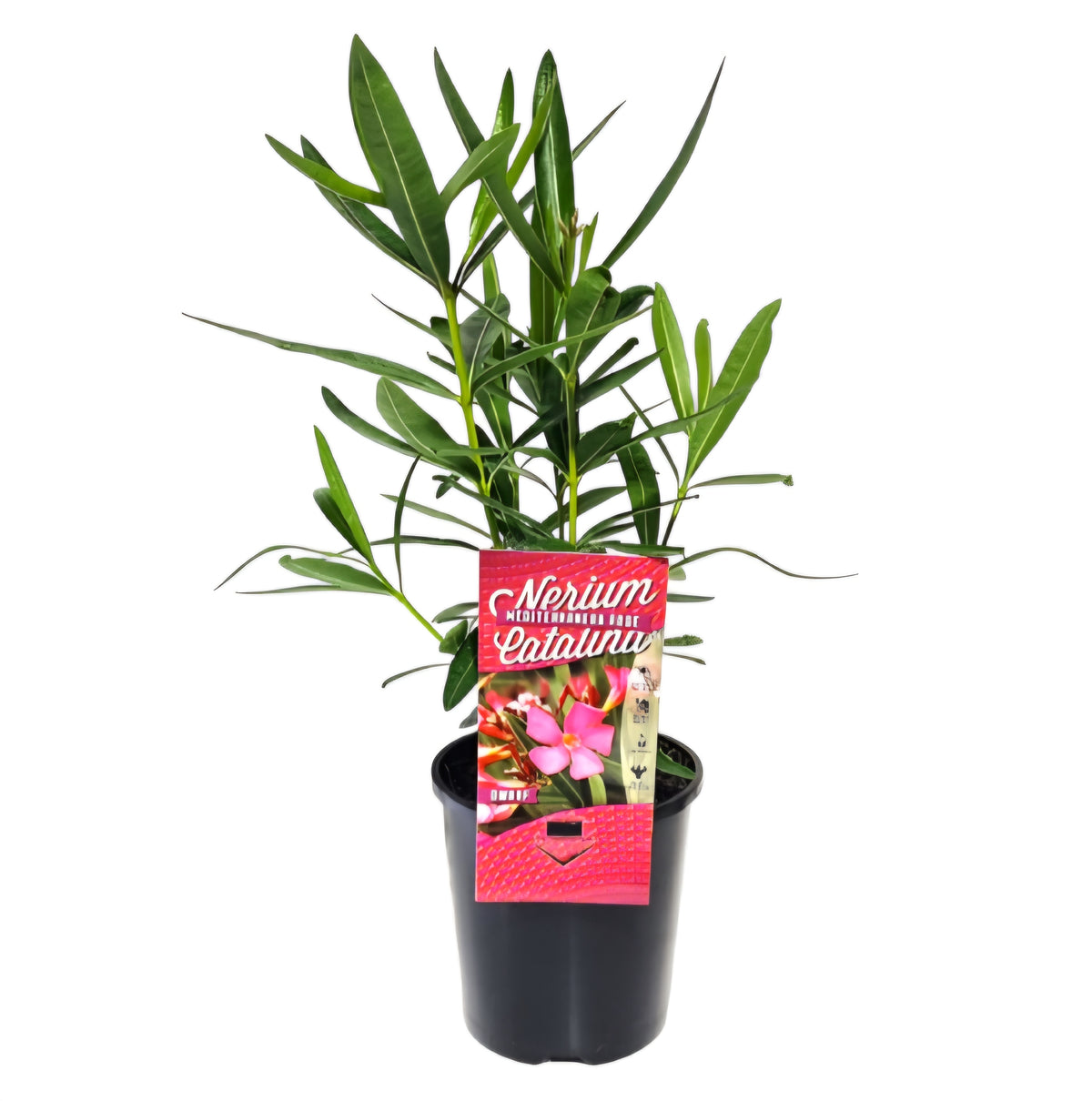 Oleander 'Catalinna' (Nerium oleander) - Ladybird Nursery
