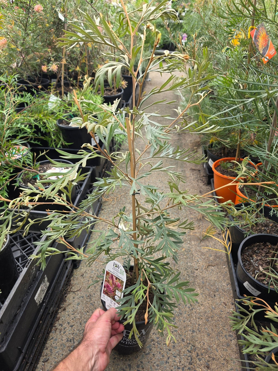 Grevillea 'Dorothy Gordon' - Ladybird Nursery