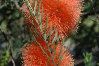 Melaleuca 'Apricot Delight'