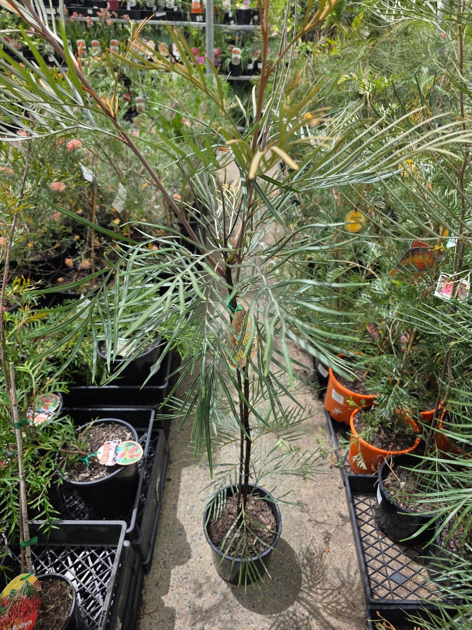 Grevillea Sunset Bronze - Ladybird Nursery
