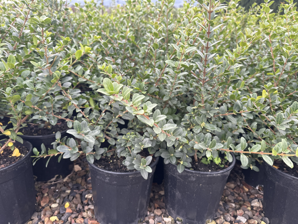 Osmanthus 'Pearly Gates' - Large