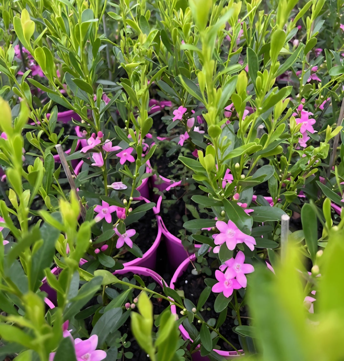 Poorinda Ecstasy (Crowea) - Ladybird Nursery