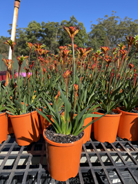 Kangaroo Paw 'Bush Surprise' (Anigozanthos) - Ladybird Nursery
