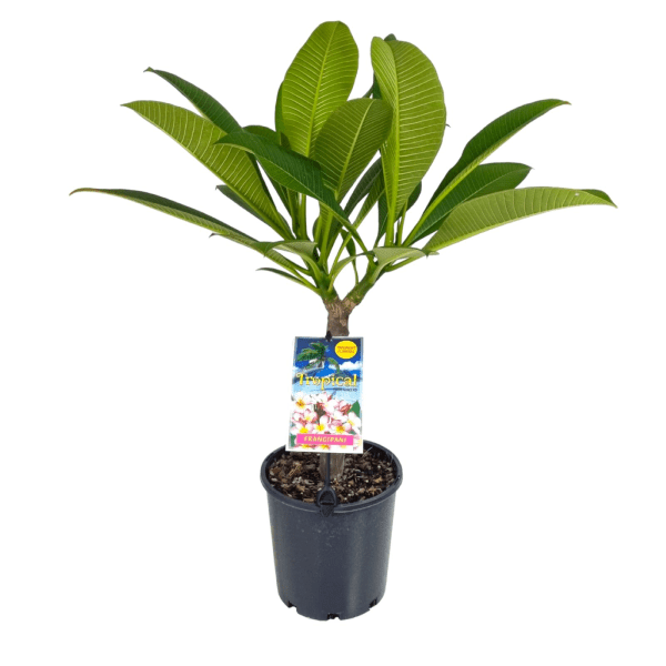 Frangipani Pink Cheeks (Plumeria rubra)