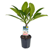 Frangipani Pink Cheeks (Plumeria rubra)