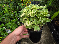 Yesterday, Today, and Tomorrow Compact Variegated (Brunfelsia compacta) - Ladybird Nursery