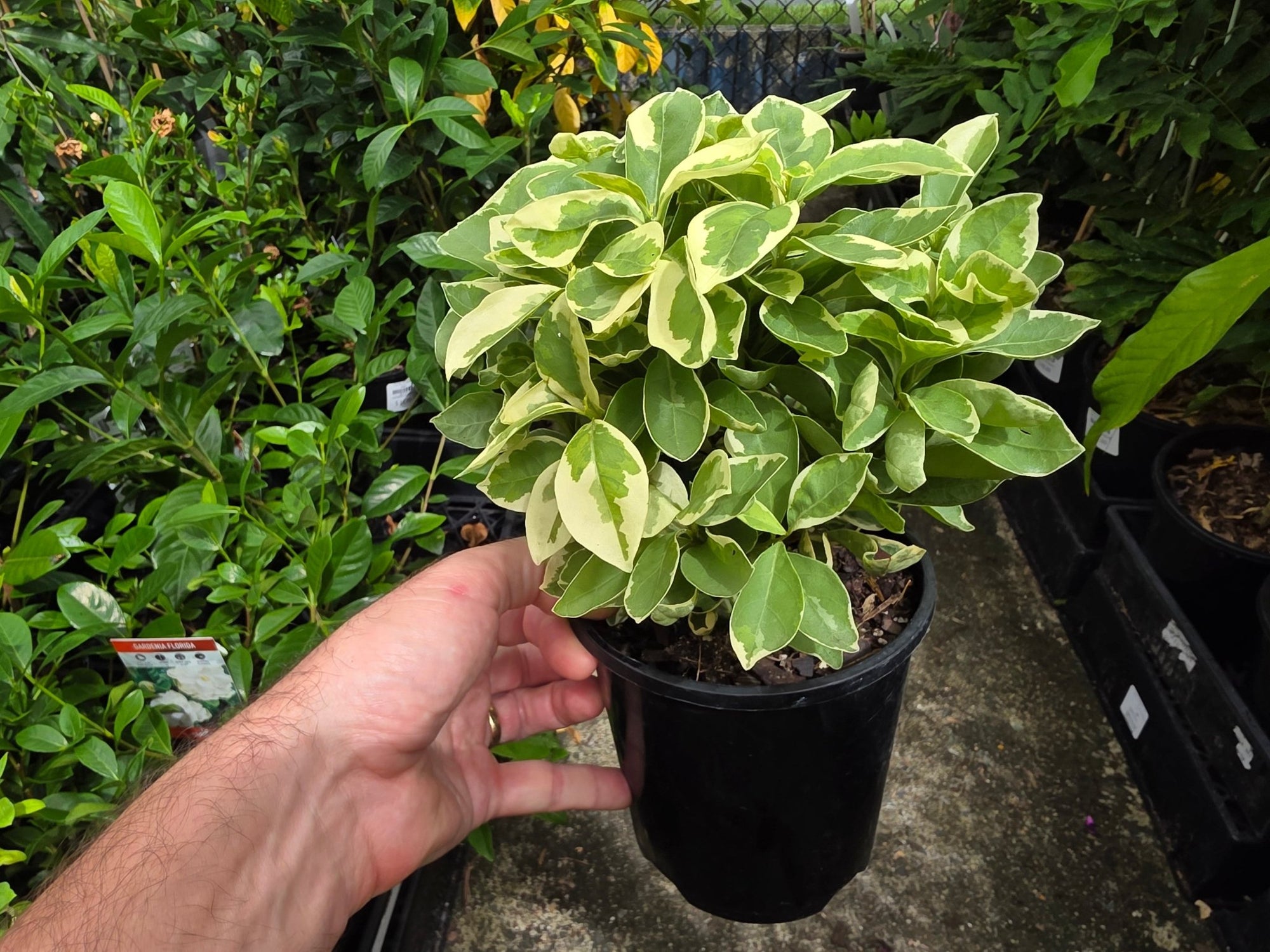 Yesterday, Today, and Tomorrow Compact Variegated (Brunfelsia compacta) - Ladybird Nursery