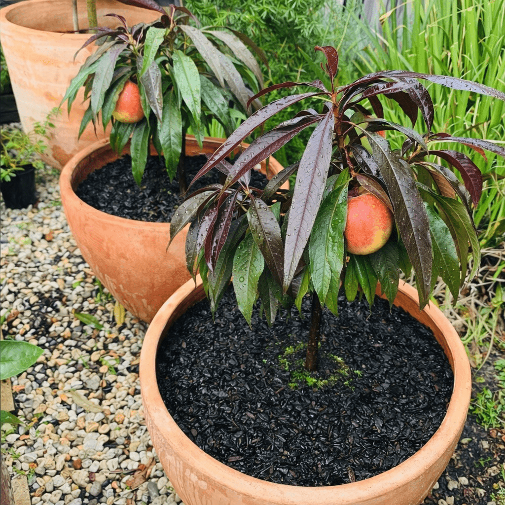 Super Dwarf Peach 'Sunset' - Ladybird Nursery