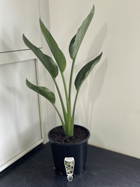 Bird of Paradise (Strelitzia reginae) - Large - Ladybird Nursery