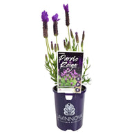 Lavender 'Purple Reign' - Ladybird Nursery