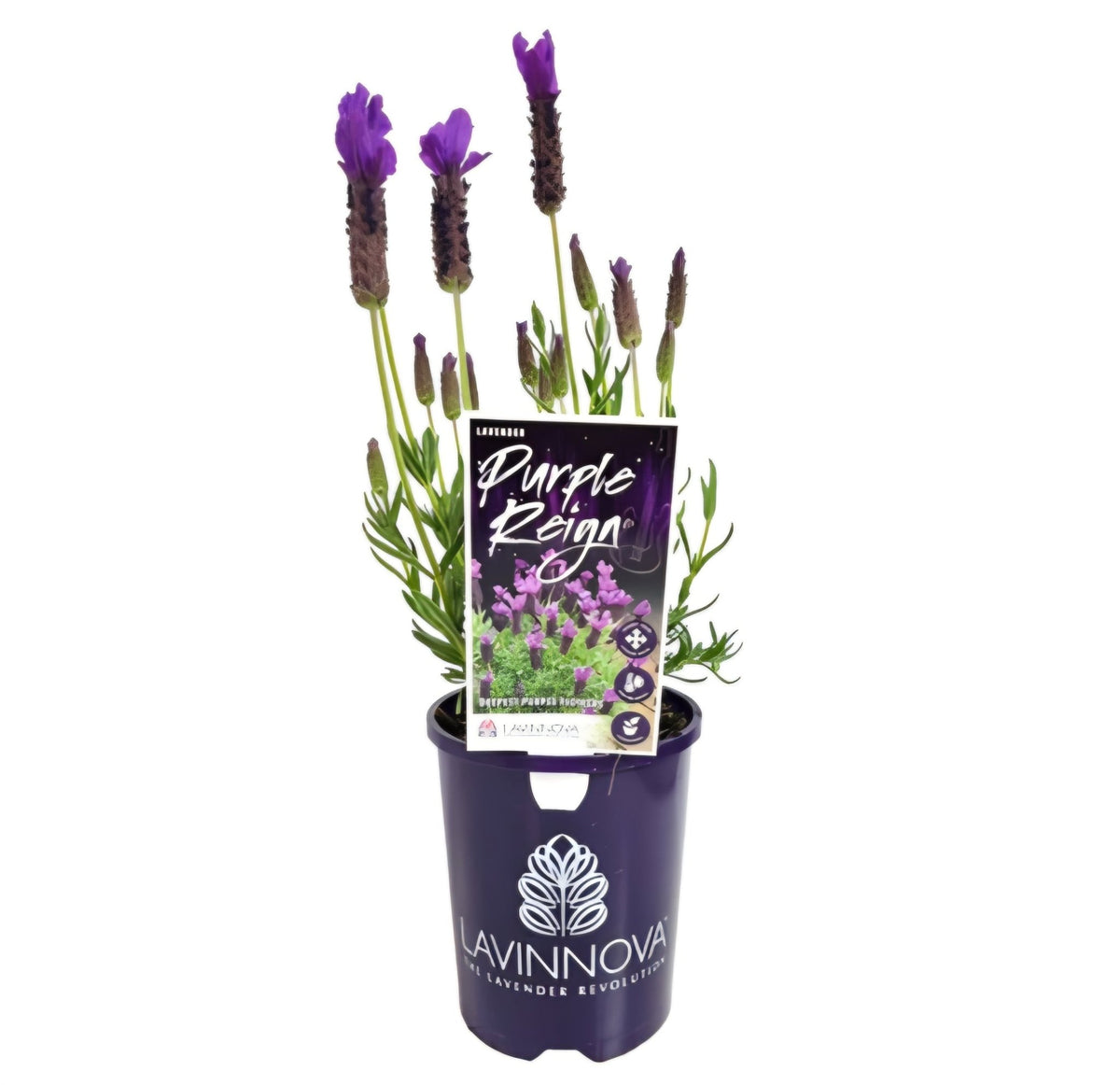 Lavender 'Purple Reign' - Ladybird Nursery