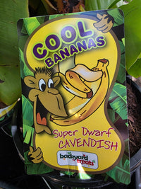 Super Dwarf Banana 'Cavendish' QLD ONLY - Ladybird Nursery