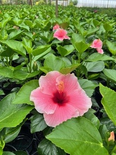 Hibiscus Flamenco™ Graces - Ladybird Nursery