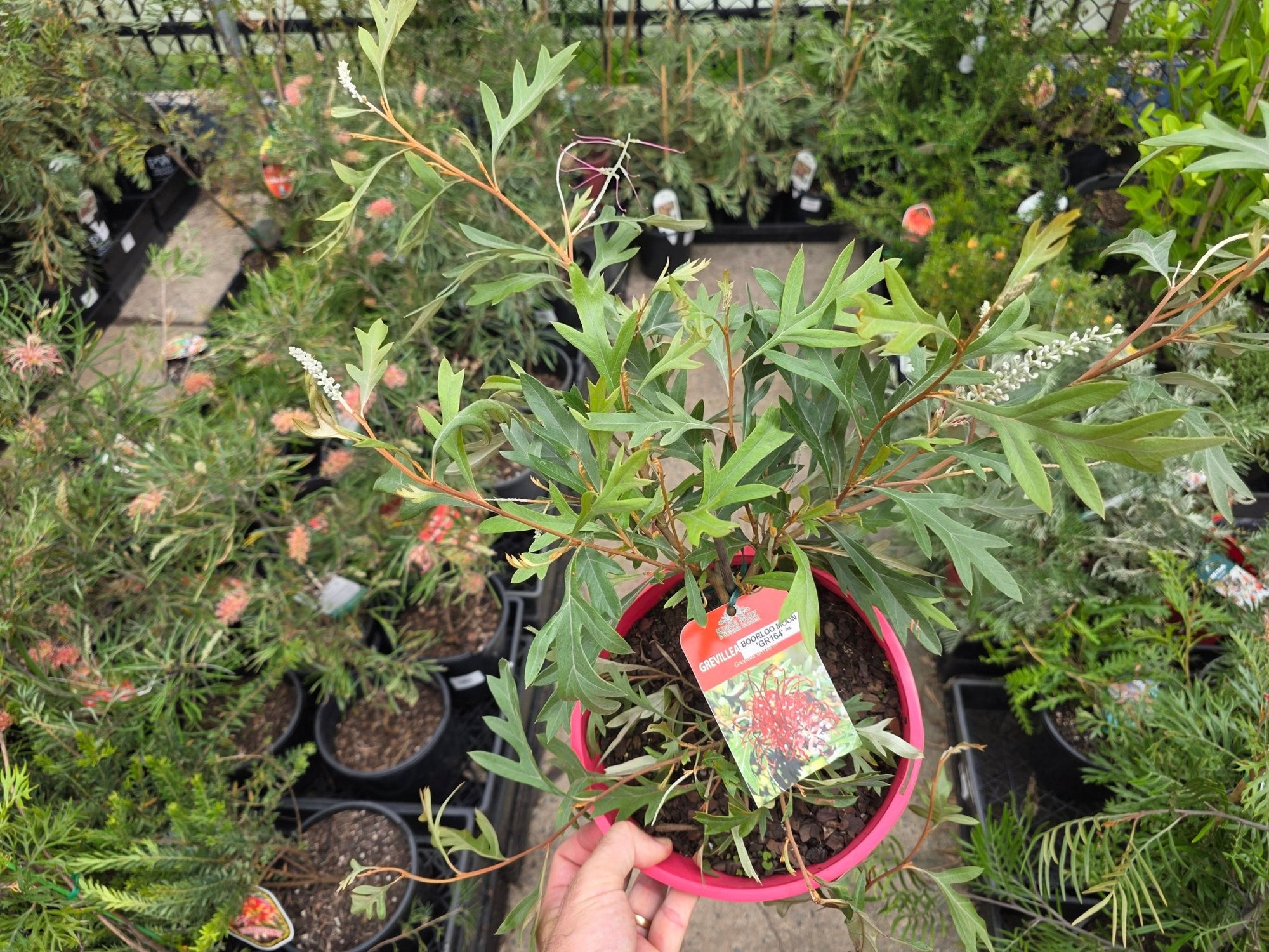 Grevillea 'Boorloo Moon' - Ladybird Nursery