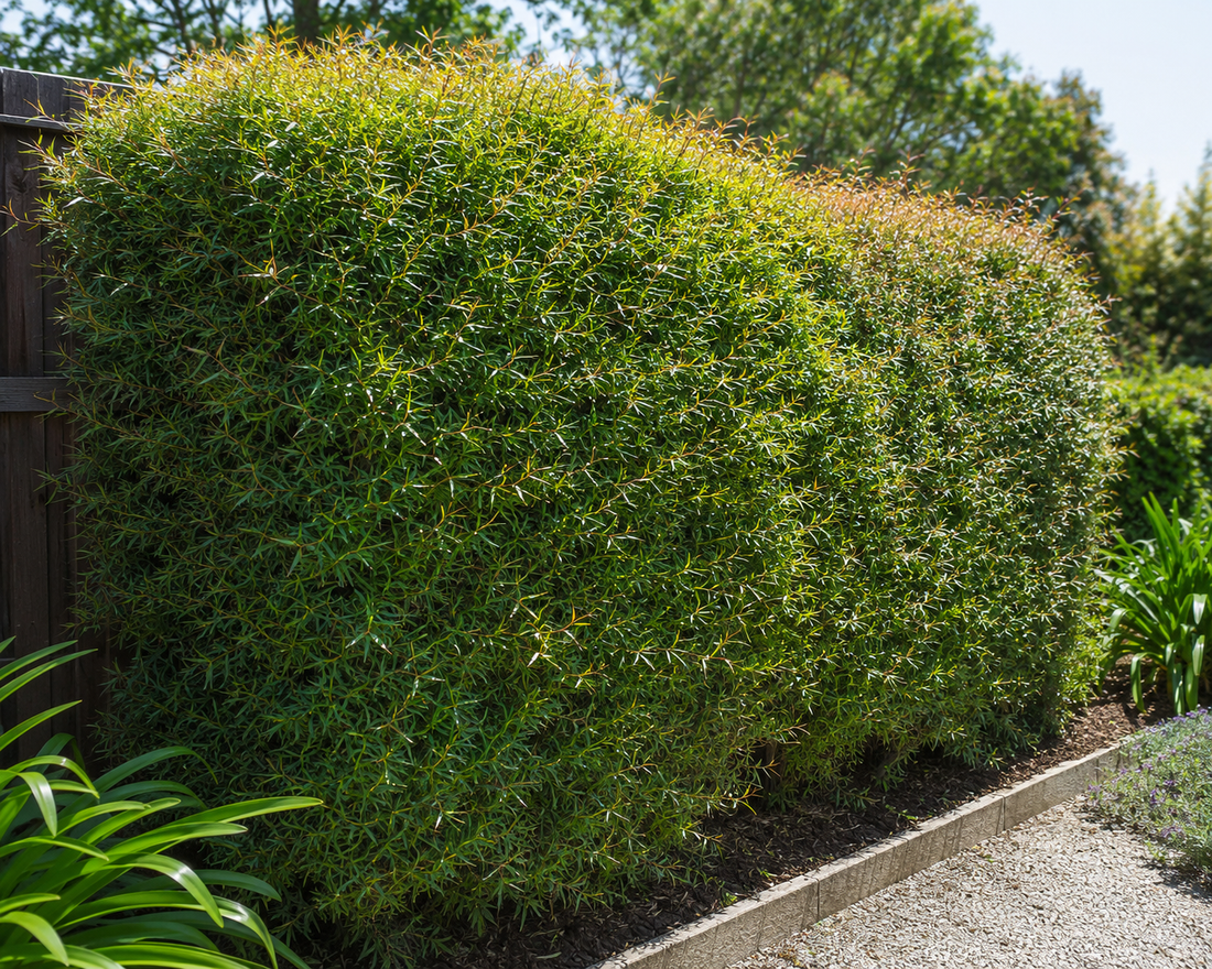 Leptospermum ‘Lemon Hedge’