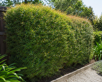 Leptospermum ‘Lemon Hedge’