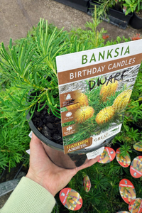 Dwarf Banksia 'Birthday Candles' (Banksia spinulosa) - Ladybird Nursery