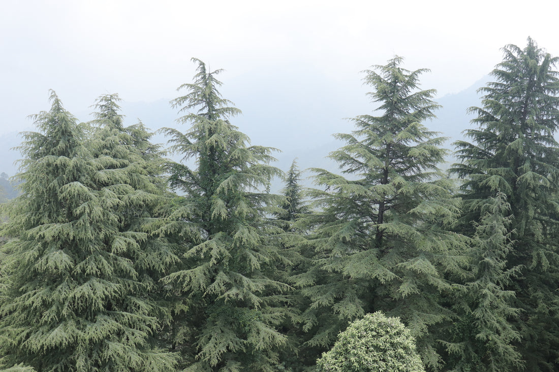 Himalayan Cedar (Cedrus deodara) - Ladybird Nursery